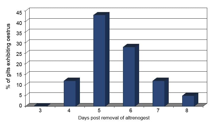 Percentage of gilts exhibiting oestrus following removal of 18 days of altrenogest